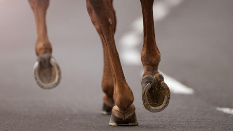close up of a horse's hooves as it walks on a road
