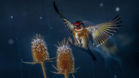 European goldfinch in flight