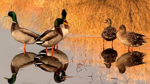 a family of five ducks at the edge of water