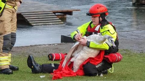 swan being rescued