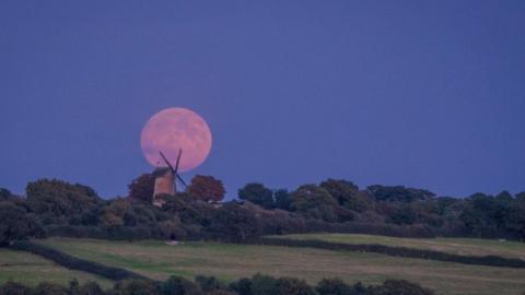 Hedge lined fields with a windmill and large orange moon rising behind