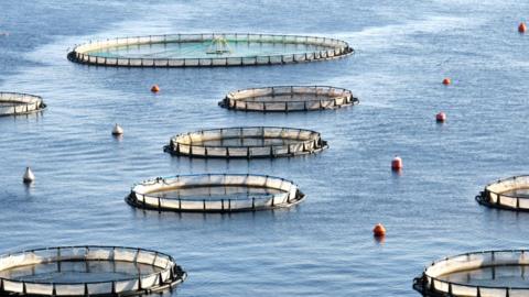 fish farming generic