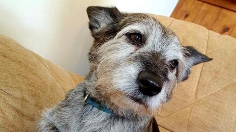 Black and grey terrier dog with a blue collar sitting on a sofa