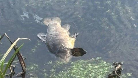 A dead fish floats in a river. 