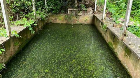 Pond with concrete sides and some green algae on it. There are some tree branches around it and wooden poles. 