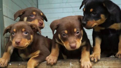 Cuileanan Kelpie