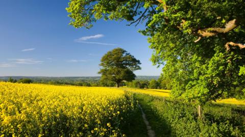 A big green tree stands in the middle of field with bright yellow flowers on a sunny day. 