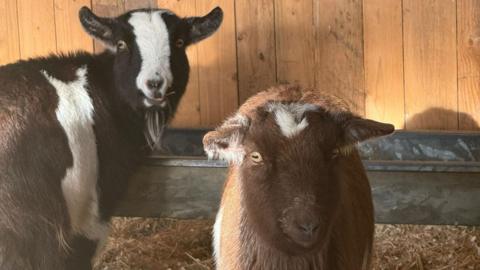 A black and white goat, standing next to a brown goat, in a wooden barn. They are looking at the camera. There is straw on the ground and a metal trough.