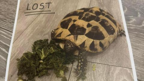 A poster with "lost" written on it in capital letters, showing a picture of Tallulah the tortoise eating some kale.