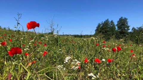 Red poppies and white flowers in a green field with trees and grass behind