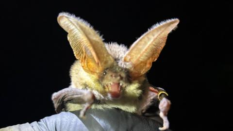 A close-up of a grey long-eared bat. The bat is shown against a black background. It is looking directly at the camera with its mouth wide open in what looks like a very menacing pose. Its ears are at least double the size of its face and its fur is yellowish in colour and looks like it is standing on end.
