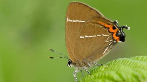 A white-letter hairstreak butterfly is sitting on a green leaf. It is mostly brown with an orange stripe and a white W on its wings.