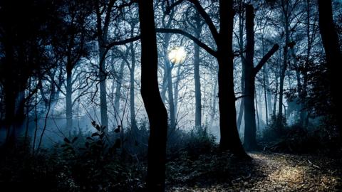 A forest image with a weak sun shining through the mist and silhouetted tree trunks and a faint ray of sunshine catching a leaf littered path between through the woods.