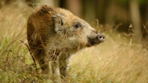A wild boar standing in grass.