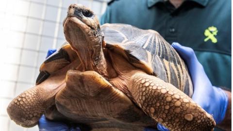 Turtle - one of thousands - seized by Spanish police from an illegal poaching operation in Mallorca, 22 August2018