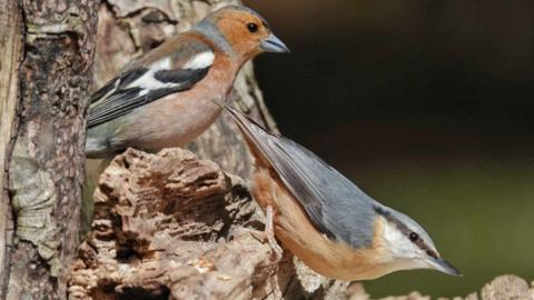 A chaffinch and nuthatch near Faversham