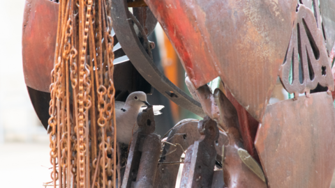 Nesting dove at the Harley Foundation, Nottinghamshire