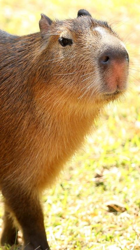 A capybara is standing on a patch of grass in the sunshine looking slightly off camera.