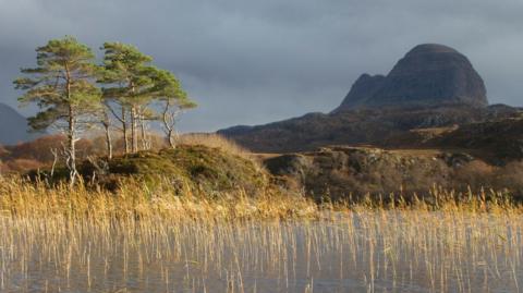 The mountain of Suilven towers above an Assynt landscape. There is a loch with tall grasses and a cluster of Scots pine trees.