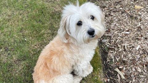 A fluffy Havanese dog, with large dark eyes and mostly white fur, looks up towards the camera. He is sitting on the edge of a green lawn.
