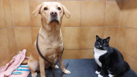 A black and white cat sat on a grooming table with a young golden Labrador. The room has caramel-coloured tiles and a pink towel and blue-handled grooming tools are placed on the table. 