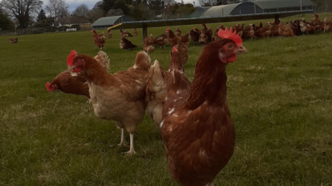Ginger coloured hens on a field