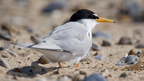 The little tern is a small bird. It is on the ground, in an area of sand and pebbles. The bird has light grey feathers, a black and white head and yellow beak.