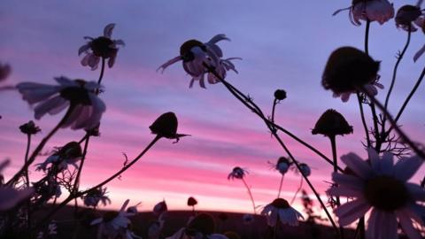 Silhouetted flowers with a yellow red and blue sunrise behind