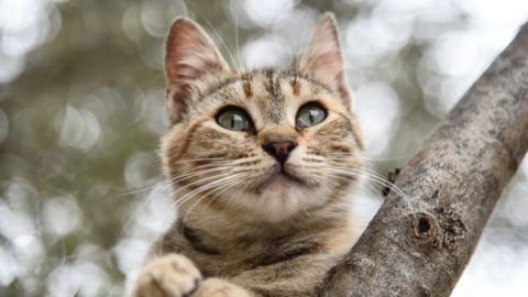 A cat sat on a tree branch