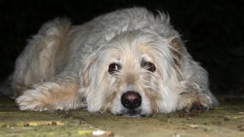 A sleepy looking dog at night