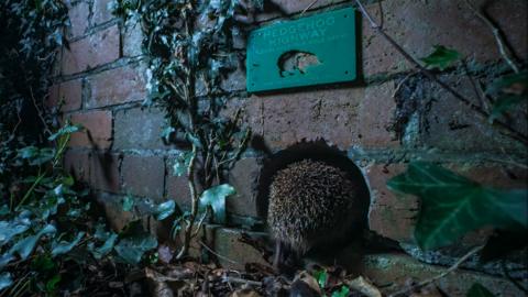 A hedgehog highway