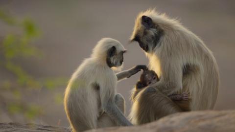 A young langur reaches out to take a baby langur from its mother