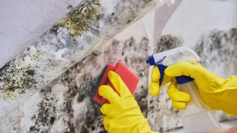 A person wearing yellow gloves wipes black mould off a wall