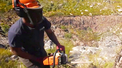 A man cutting down a tree in Cape Town, South Africa