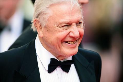 David Attenborough in a suit
