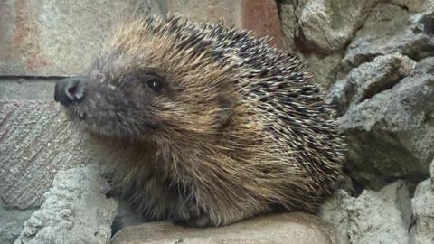 A hedgehog with a black nose and spines on its back is perched on a large stone against a red brick wall.