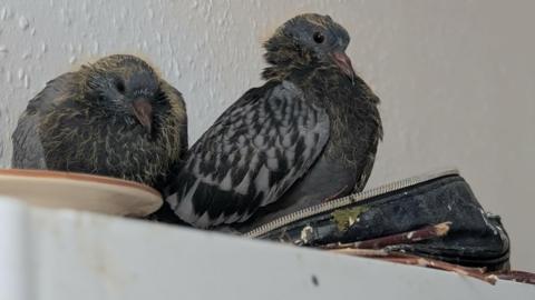 Two pigeons, sitting on a shelf in a bathroom, sat in a makeup bag. They are by a white wall. The bag looks dirty. 