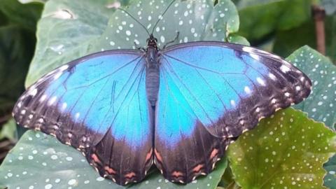 A close-up of a blue morph butterfly perched on a leaf