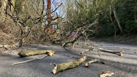 Tree felling along A4109 at Crynant, Neath Port Talbot - branches strewn across floor after mechanical felling.