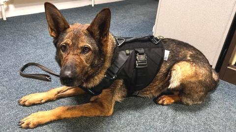 An alsatian sitting on the floor wearing a black vest