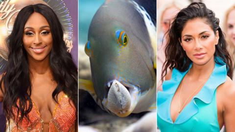 Alexandra Burke, a fish and Nicole ScherzingerBlue Planet II