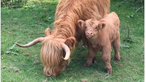 A Highland cow and calf