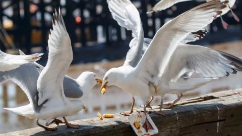 Three seagulls sit on a wooden plank at a beach fighting for leftover chips covered in tomato ketchup. Their wings are spread wide as two others swoop in on the action.