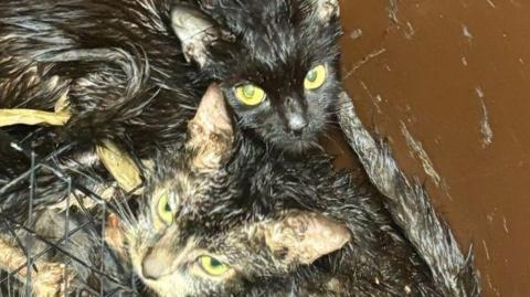 Cats at the bottom of a brown bin
