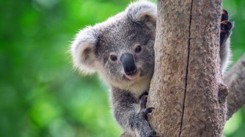 A koala peeking out behind a tree
