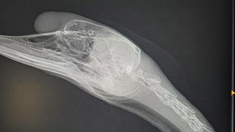 X-ray of a swan's head. It shows from the beak to a few vertebrae down its neck.