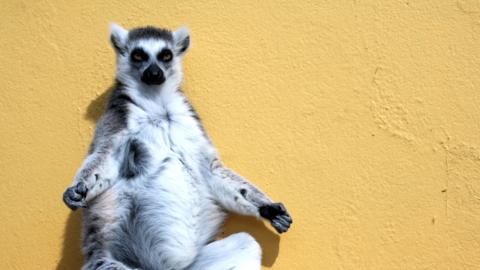 This is a ring-tailer lemur sunning itself on a rooftop in belfast zoo in the summer of 2006.