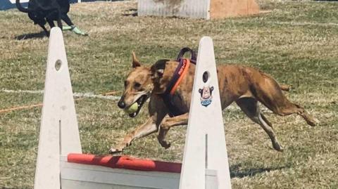 Rescue dog Indie jumping over a jump with a ball in her mouth