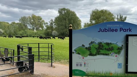 A photograph of cows on a field in a park next to a sign that says "Jubilee Park"