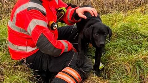 A firefighter in their orange high visibility uniform is sat outside on the grass. They are holding onto a young black labrador, who is stood up and facing the camera. It has floppy ears and dark eyes.